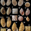 <i>Plectostylus punctulifer</i> (I. Sowerby 1833) resmi