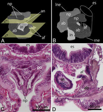 Image of horseshoe worms