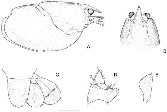 Image of Parastacidae