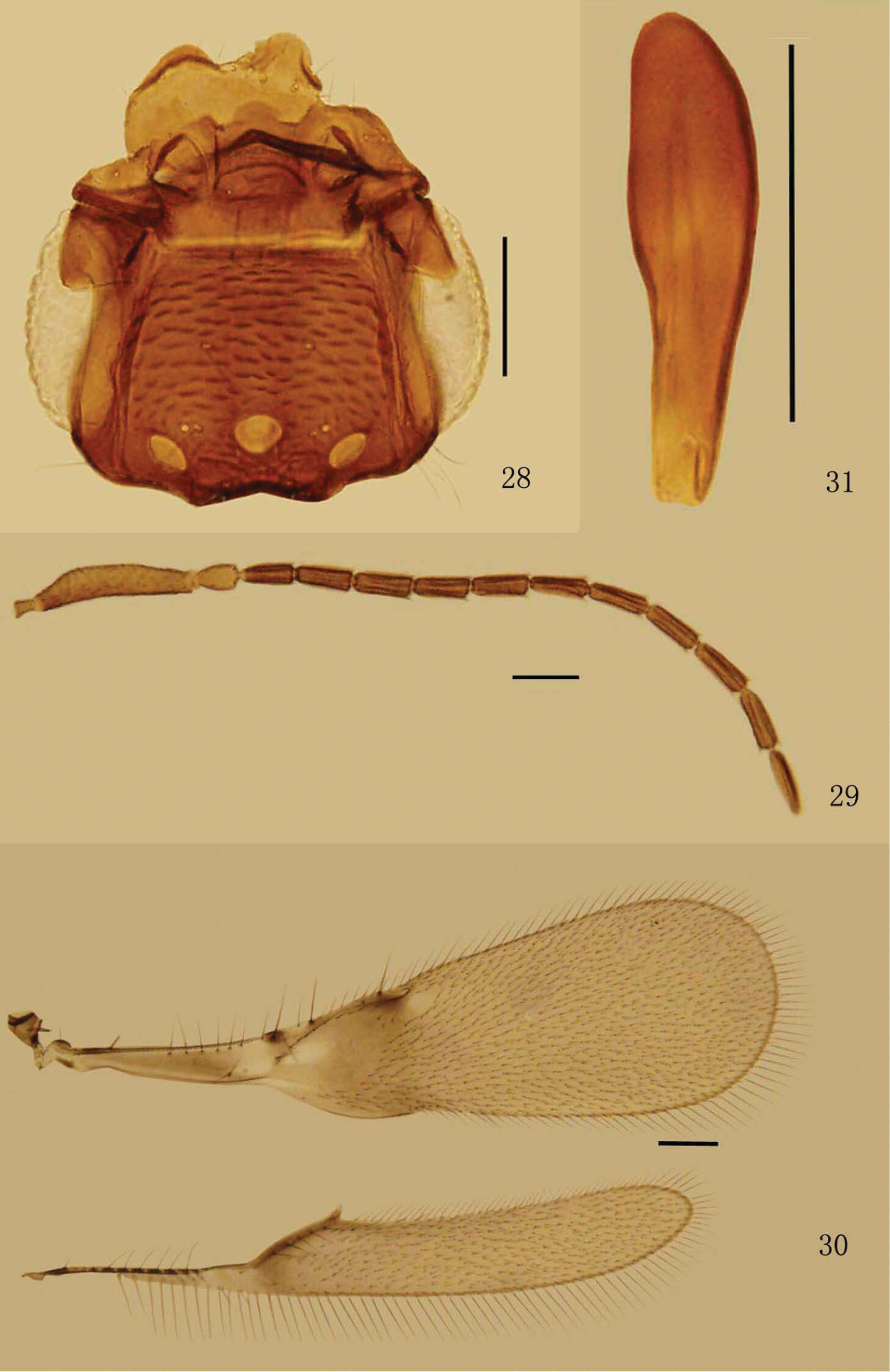 Image of fairyflies