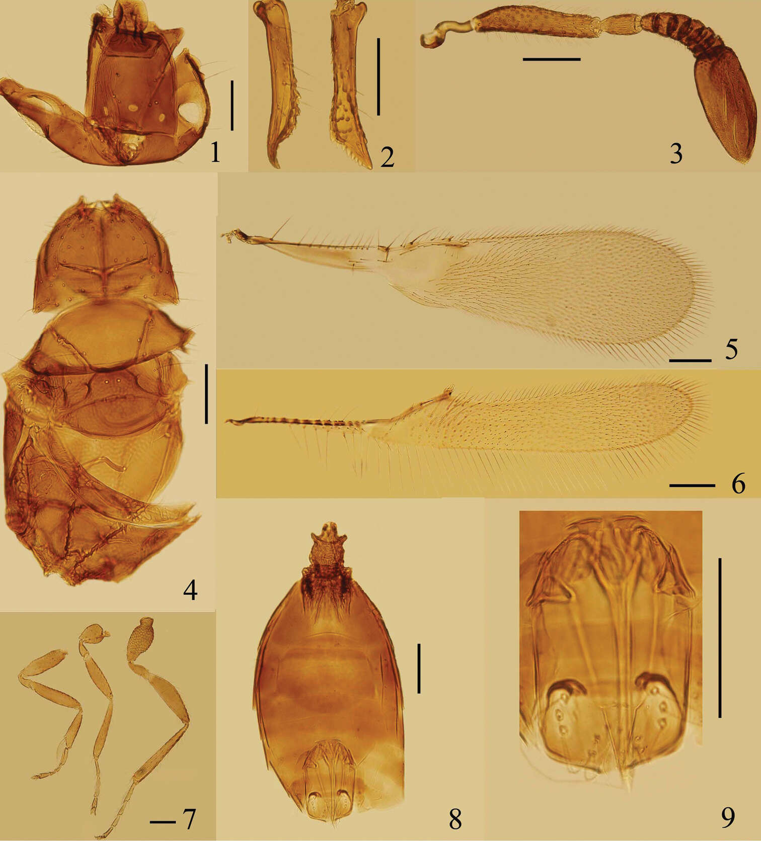 Image of Eubroncus hani Jin & Li