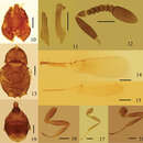 Image of Eubroncus tibetanus Jin & Li