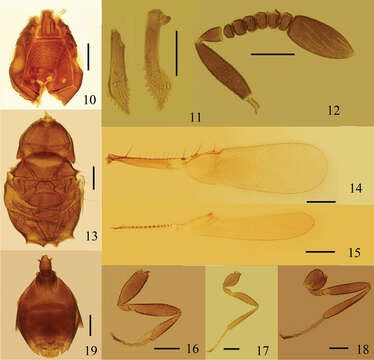 Image de Eubroncus tibetanus Jin & Li