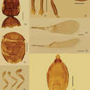 Image de Eubroncus vertexus Jin & Li