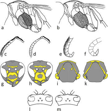 Image of Polistes biglumis (Linnaeus 1758)