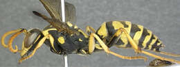 Image of Polistes hellenicus Arens 2011