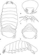 Image of Ceratothoa famosa Hadfield, Bruce & Smit 2014