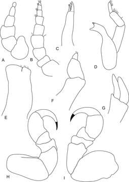 Image of Ceratothoa famosa Hadfield, Bruce & Smit 2014