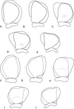 Image of Ceratothoa famosa Hadfield, Bruce & Smit 2014