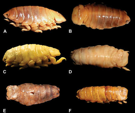 Image of Ceratothoa famosa Hadfield, Bruce & Smit 2014