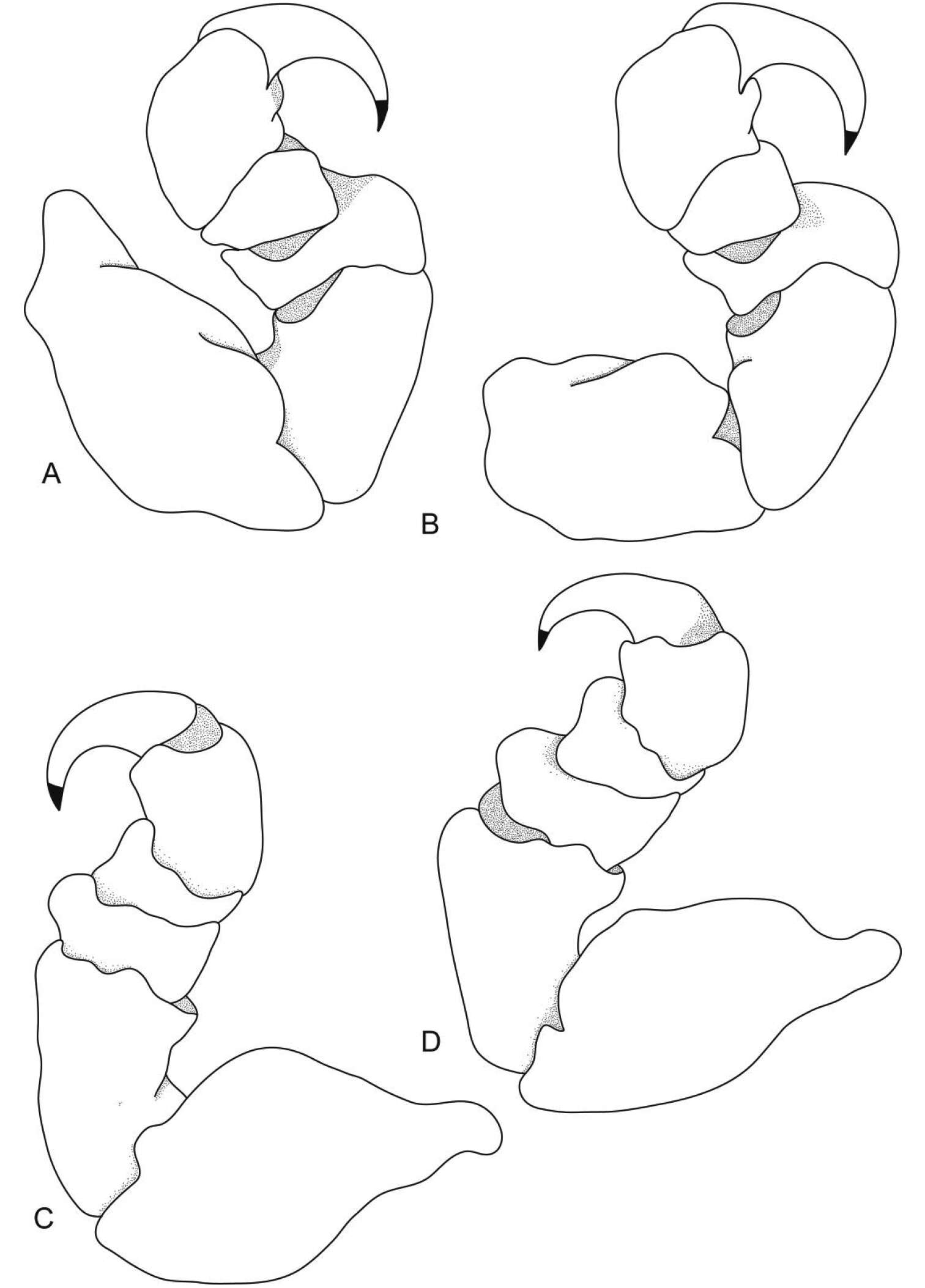 Слика од Ceratothoa imbricata (Fabricius 1775)