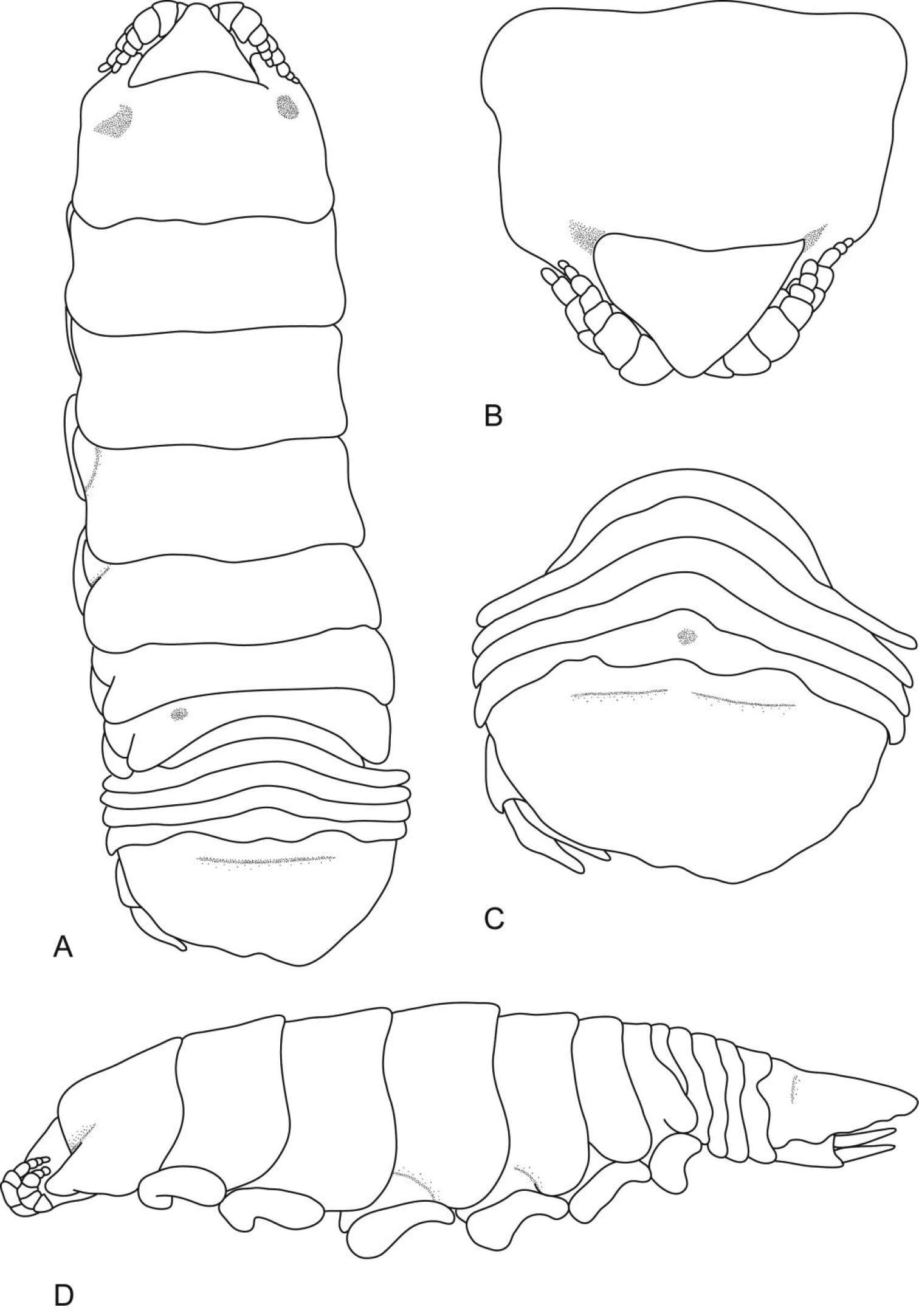 Слика од Ceratothoa trigonocephala (Leach 1818)