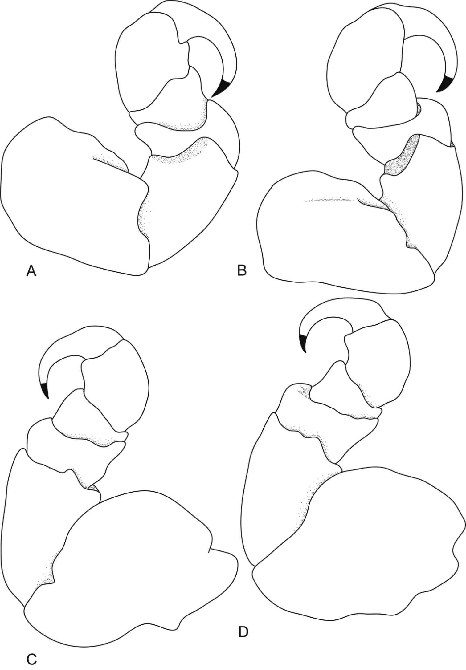 Слика од Ceratothoa trigonocephala (Leach 1818)