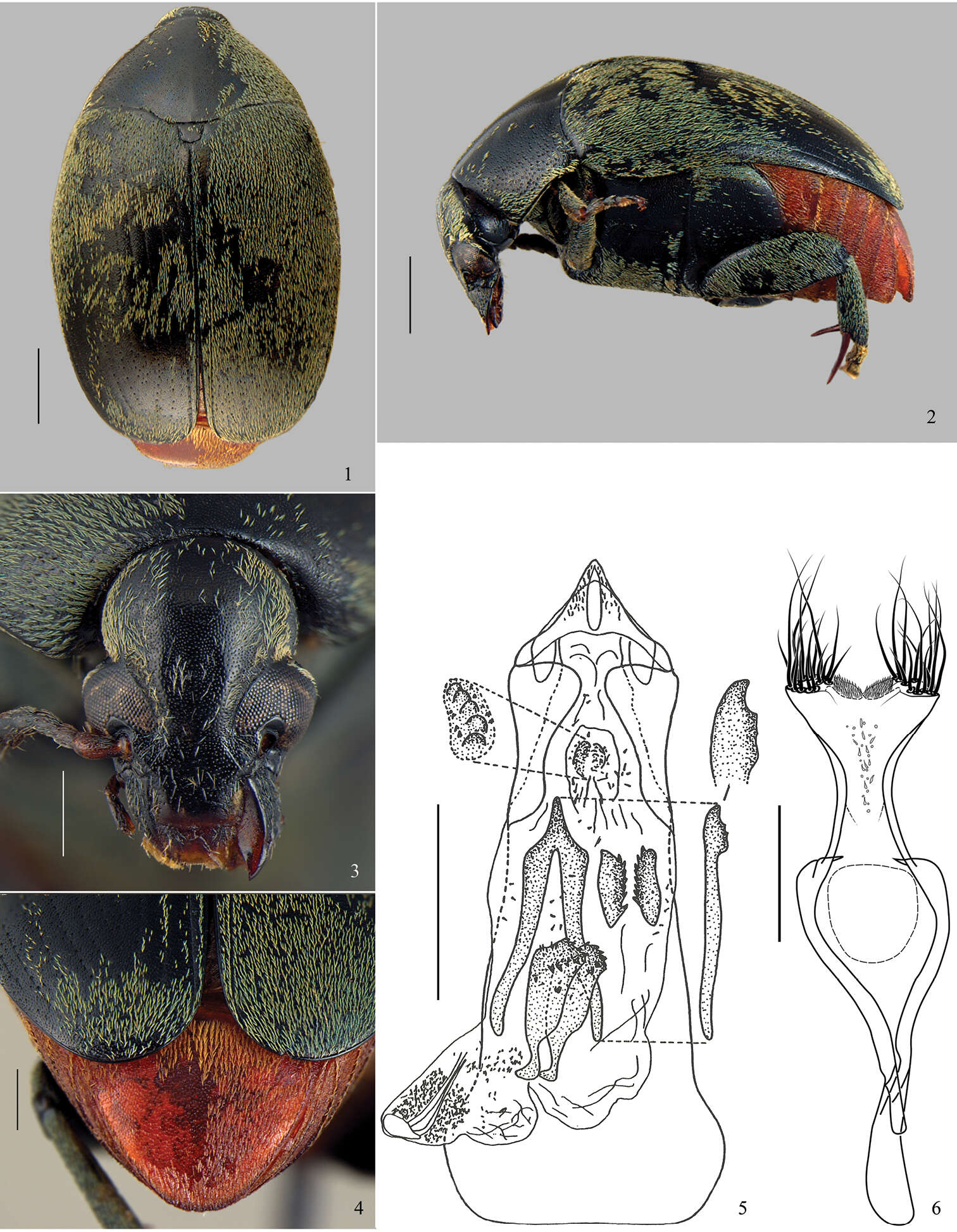 Image of Amblycerus virens (Jekel 1855)