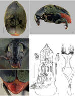 Image of Amblycerus virescens Ribeiro-Costa 1998