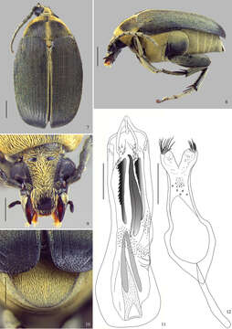 Image of Amblycerus virescens Ribeiro-Costa 1998