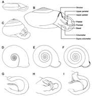 Слика од Streptaxoidea J. E. Gray 1860