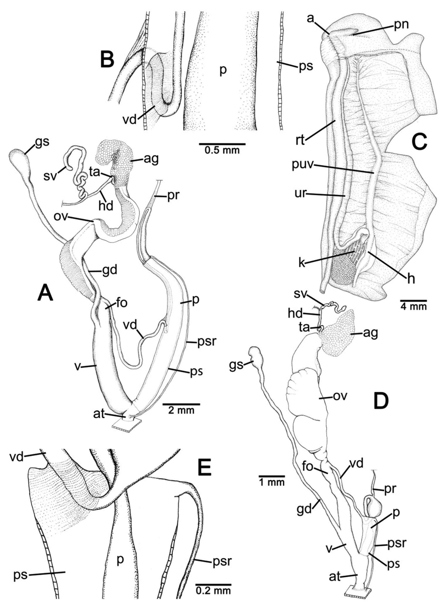 Image of Discartemon discus (L. Pfeiffer 1851)