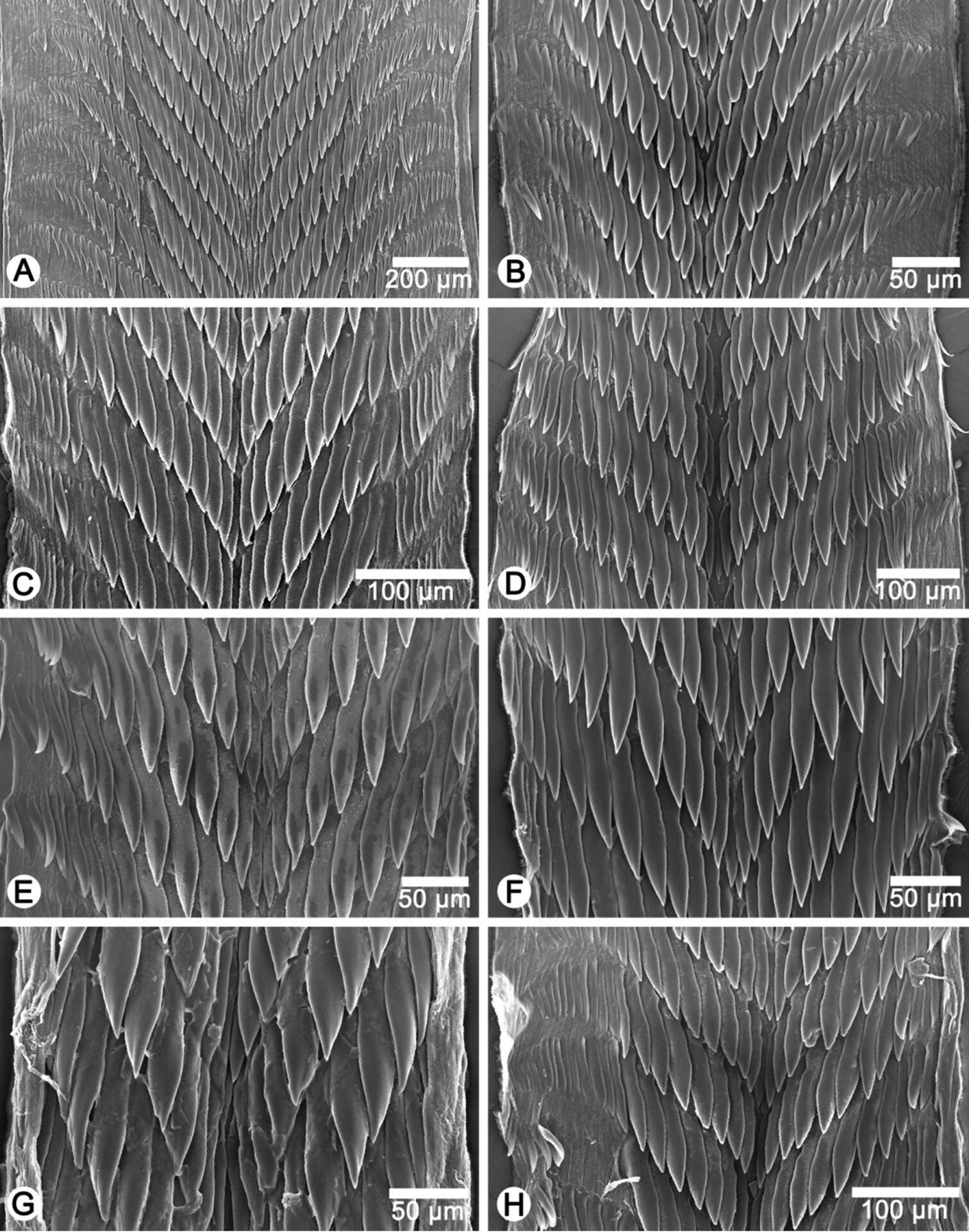 Image of Discartemon discus (L. Pfeiffer 1851)