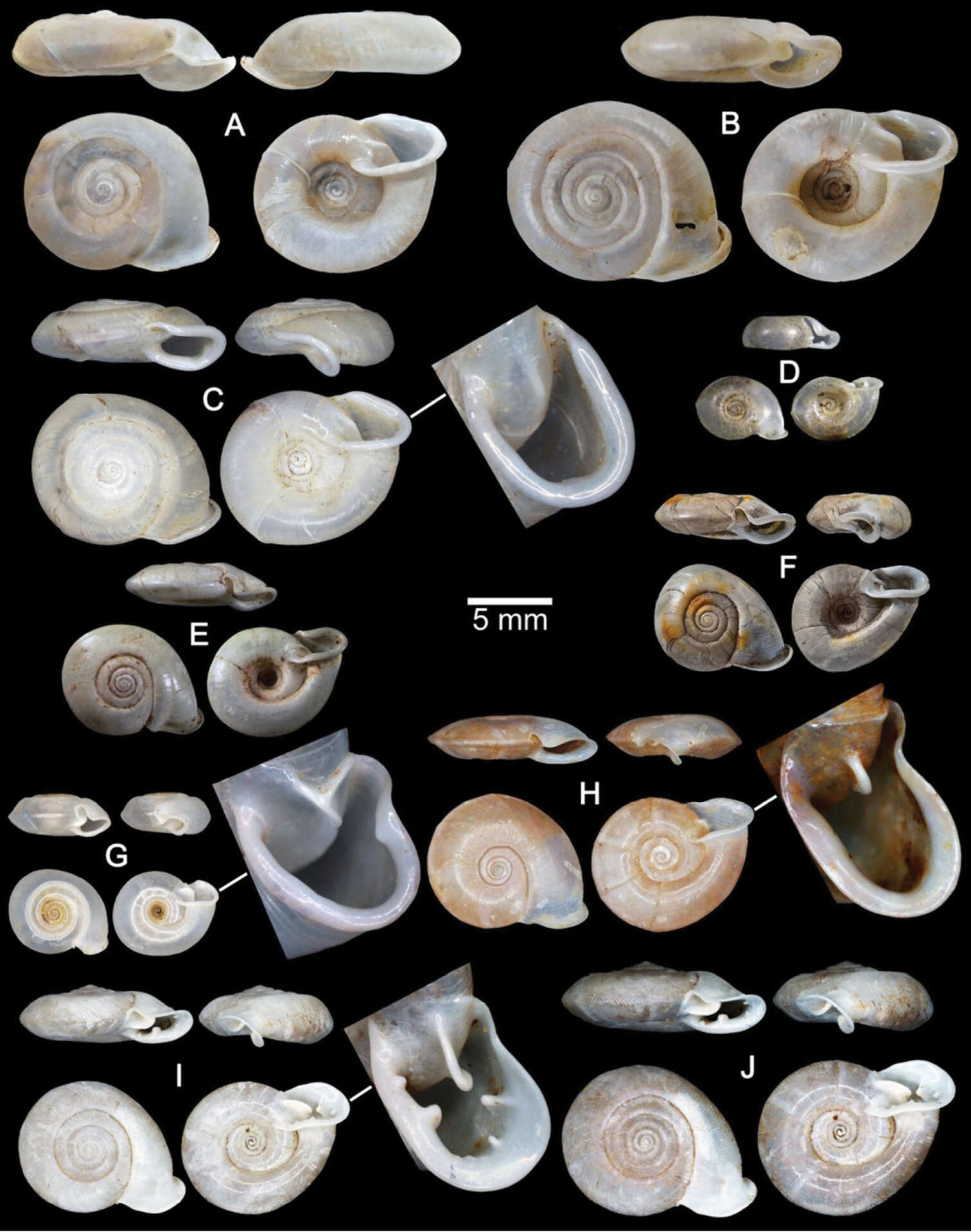 Слика од Discartemon planus (Fulton 1899)