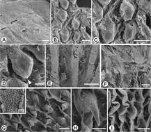 Image of <i>Discartemon nummus</i> Laidlaw 1929