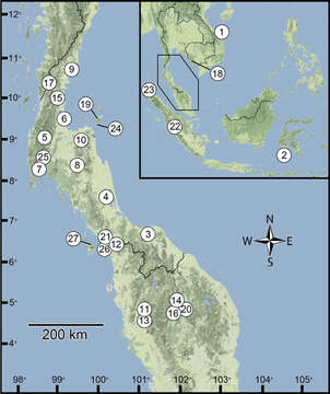 Image of <i>Discartemon khaosokensis</i> Panha & Burch 1998