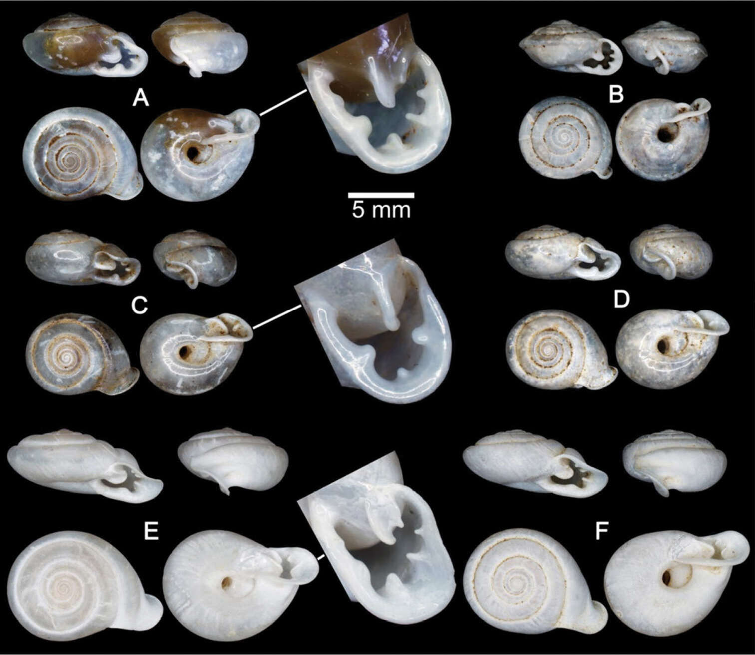 Image of Discartemon afthonodontia Siriboon & Panha 2014