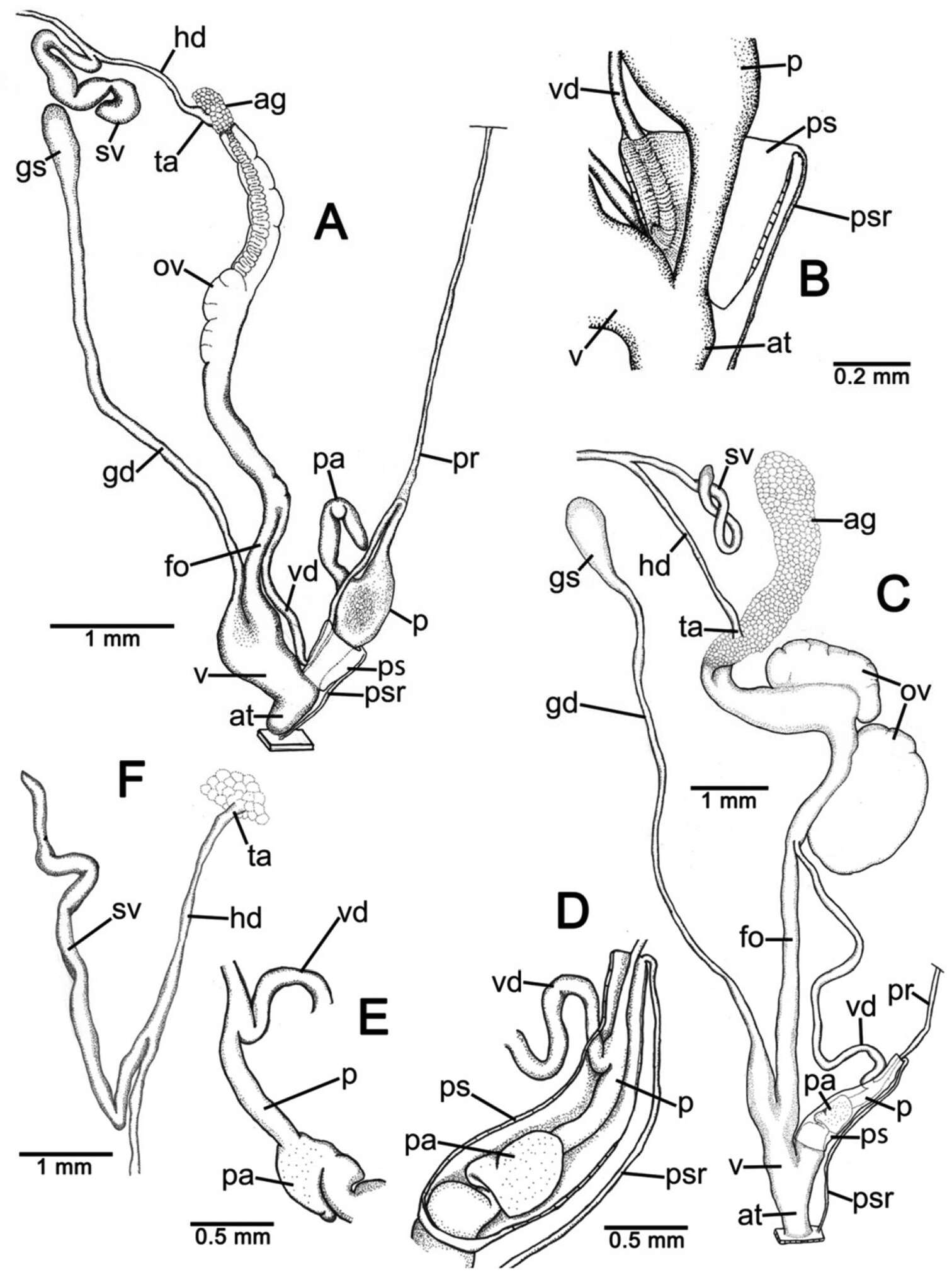 Image of Discartemon afthonodontia Siriboon & Panha 2014
