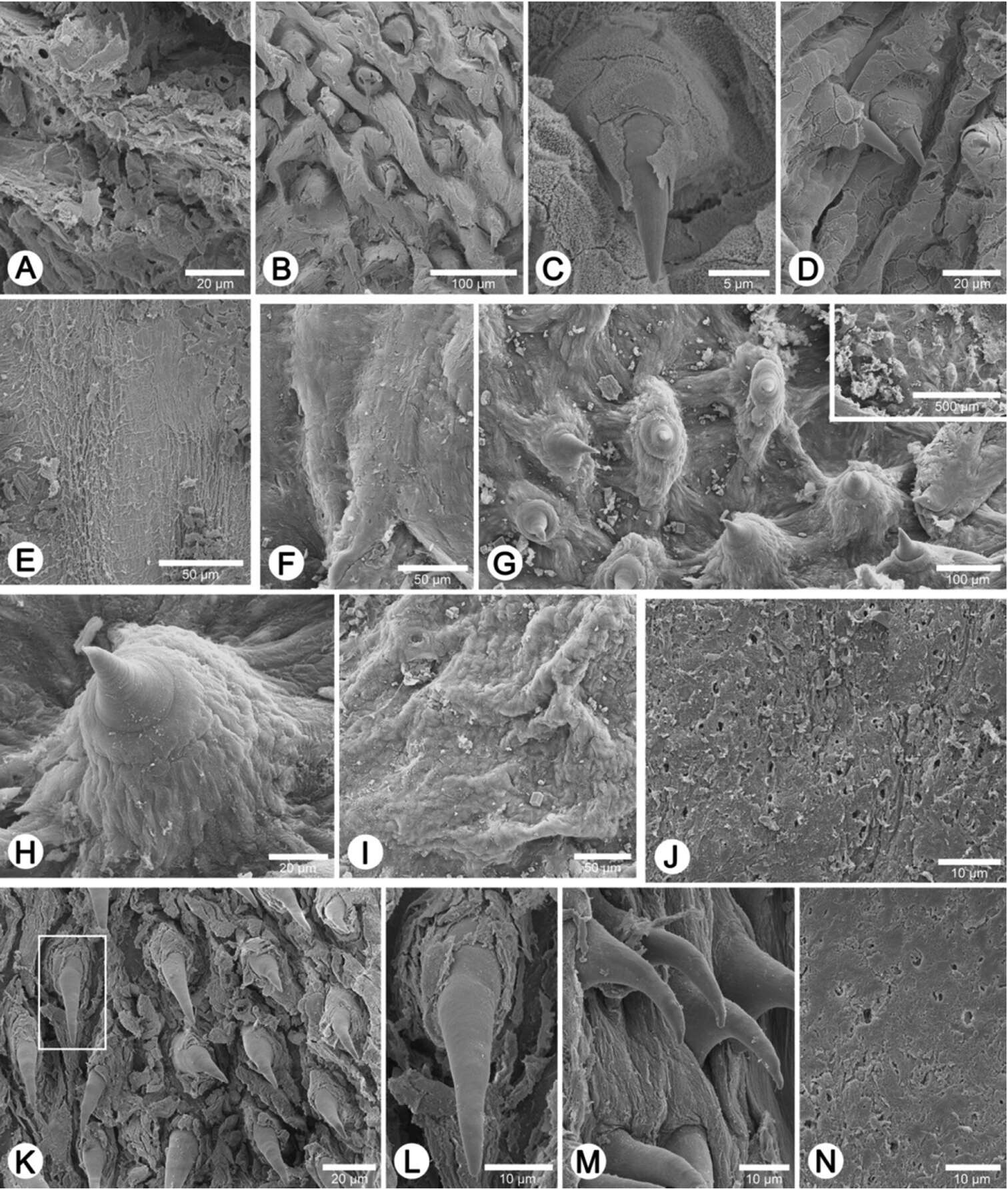 Image of Discartemon afthonodontia Siriboon & Panha 2014