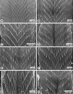 Image of Discartemon afthonodontia Siriboon & Panha 2014