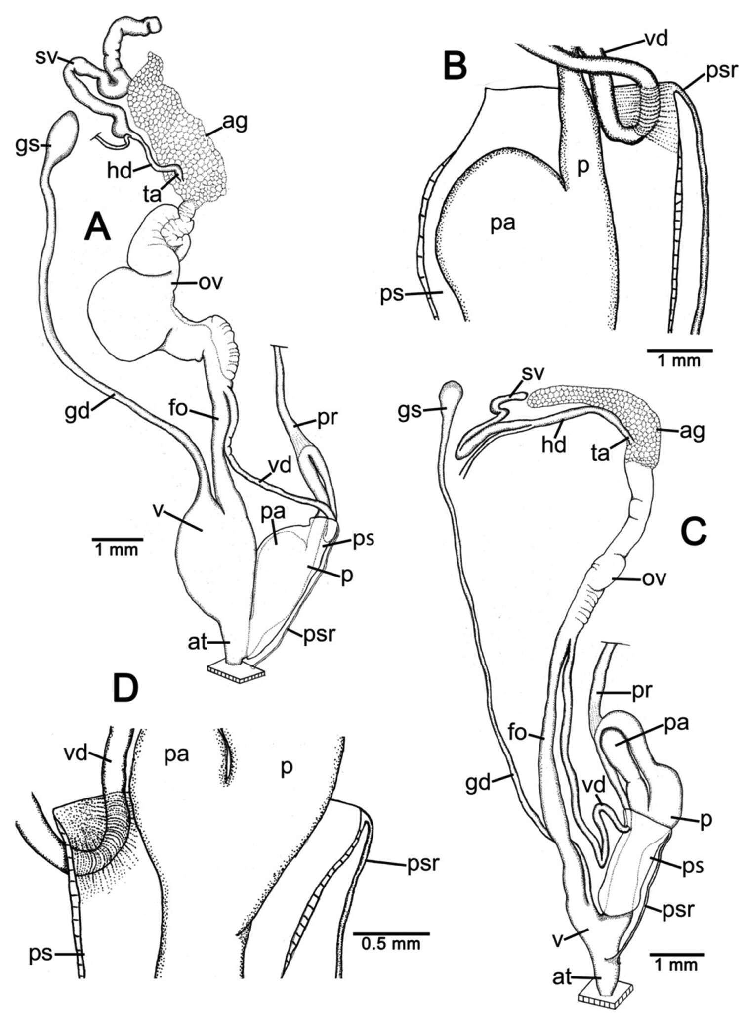 Image of Discartemon flavacandida Siriboon & Panha 2014