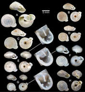 Image of <i>Discartemon collingei</i> (Sykes 1902)