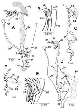 Image of Discartemon kotanensis Siriboon & Panha 2014