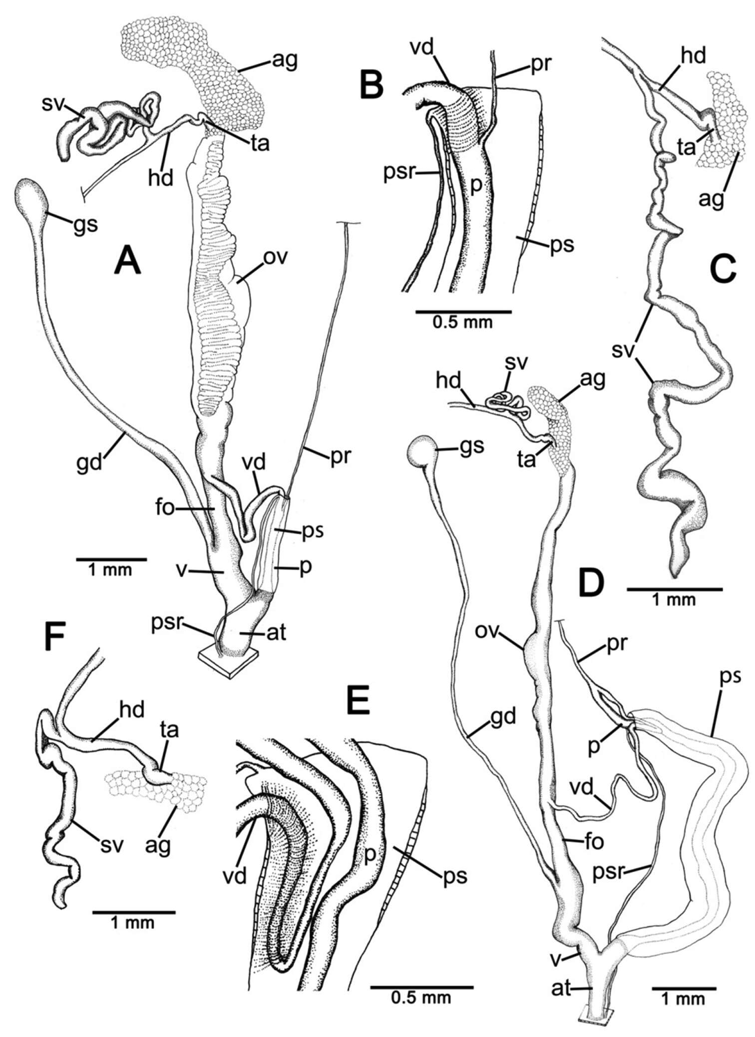 Image of Discartemon kotanensis Siriboon & Panha 2014