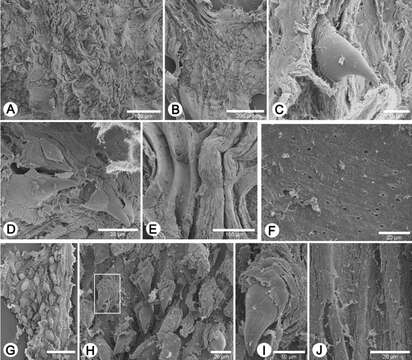 Image of Discartemon kotanensis Siriboon & Panha 2014