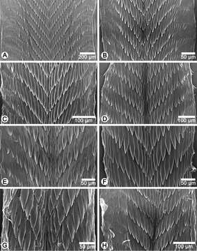 Image of Discartemon kotanensis Siriboon & Panha 2014