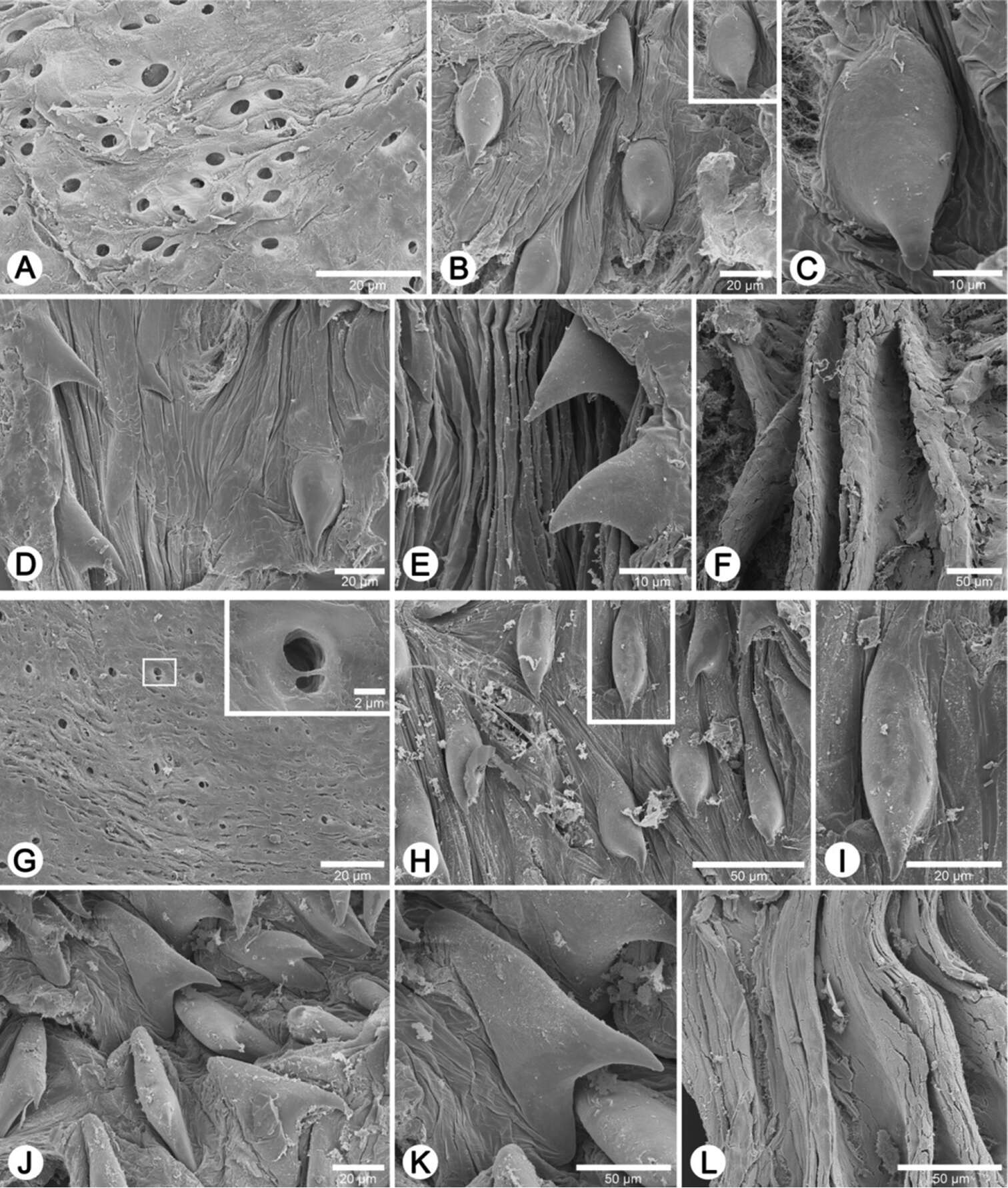 Image of Discartemon triancus Siriboon & Panha 2014