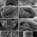 Image of Prostoia ozarkensis Grubbs & Baumann 2014