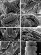 Image of Prostoia ozarkensis Grubbs & Baumann 2014