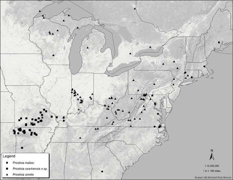 Image of Prostoia ozarkensis Grubbs & Baumann 2014