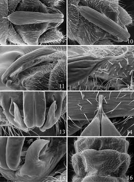 Image of Prostoia ozarkensis Grubbs & Baumann 2014