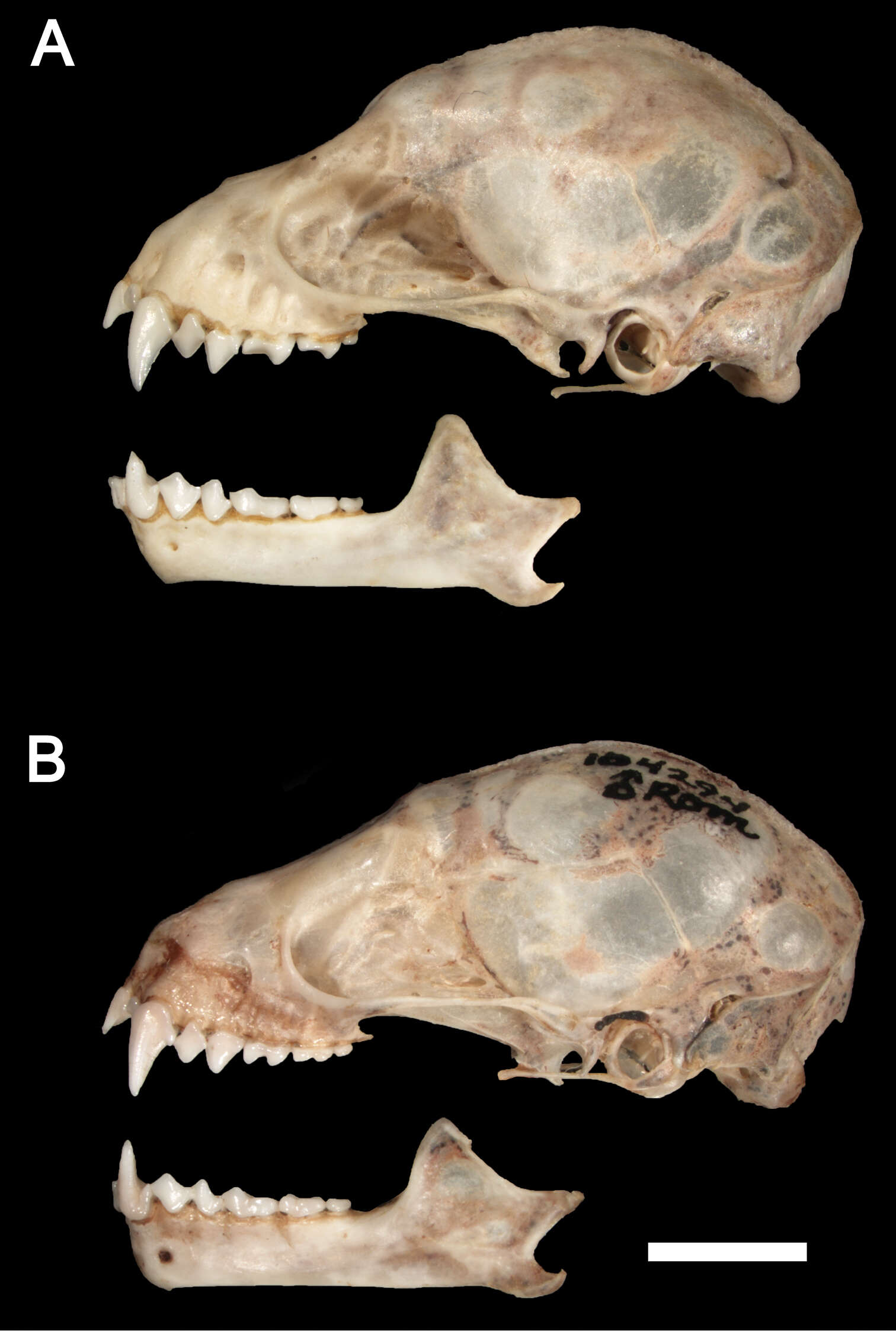 Image of Sturnira burtonlimi Velazco & Patterson 2014