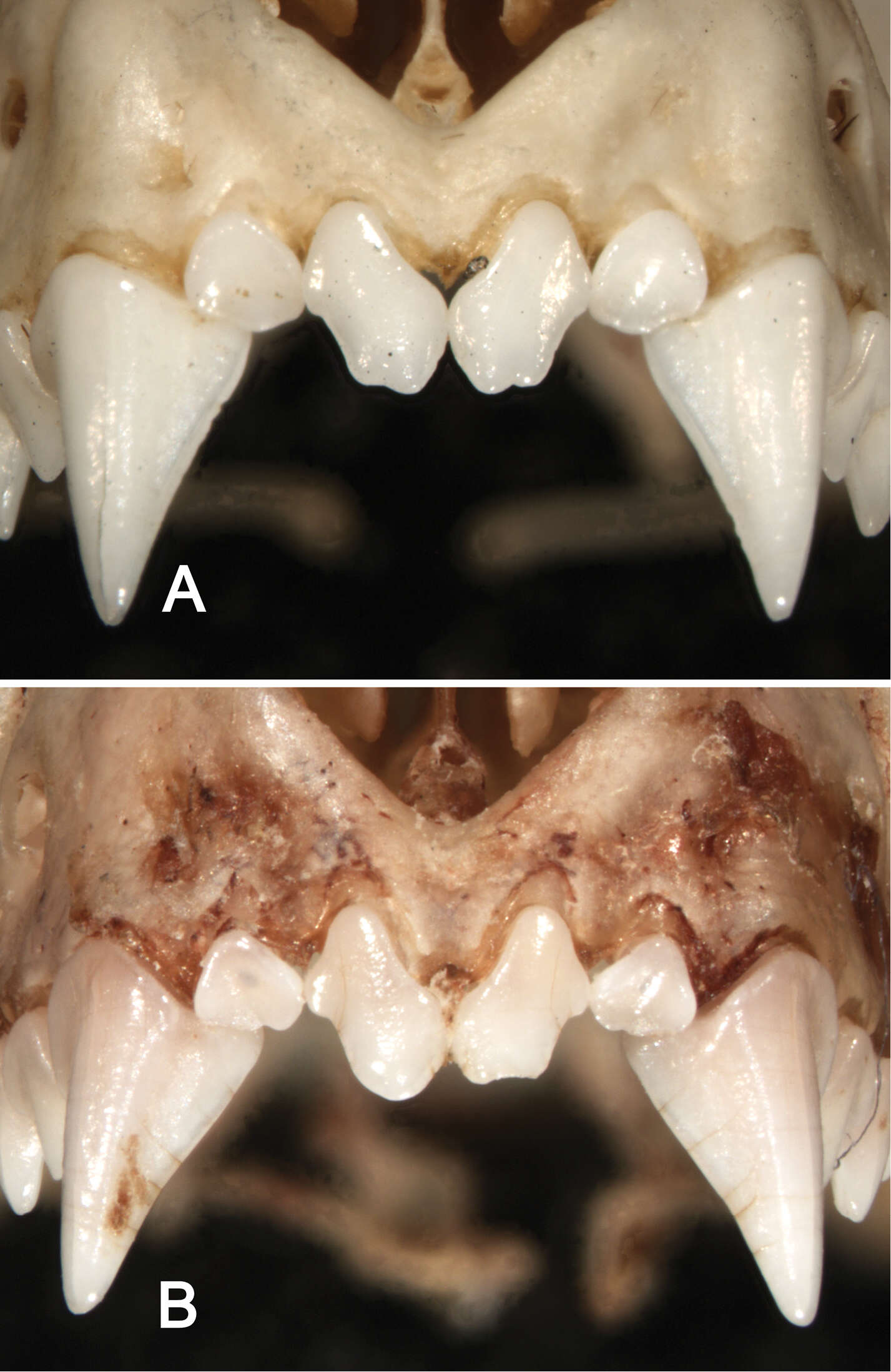 Image of Sturnira burtonlimi Velazco & Patterson 2014