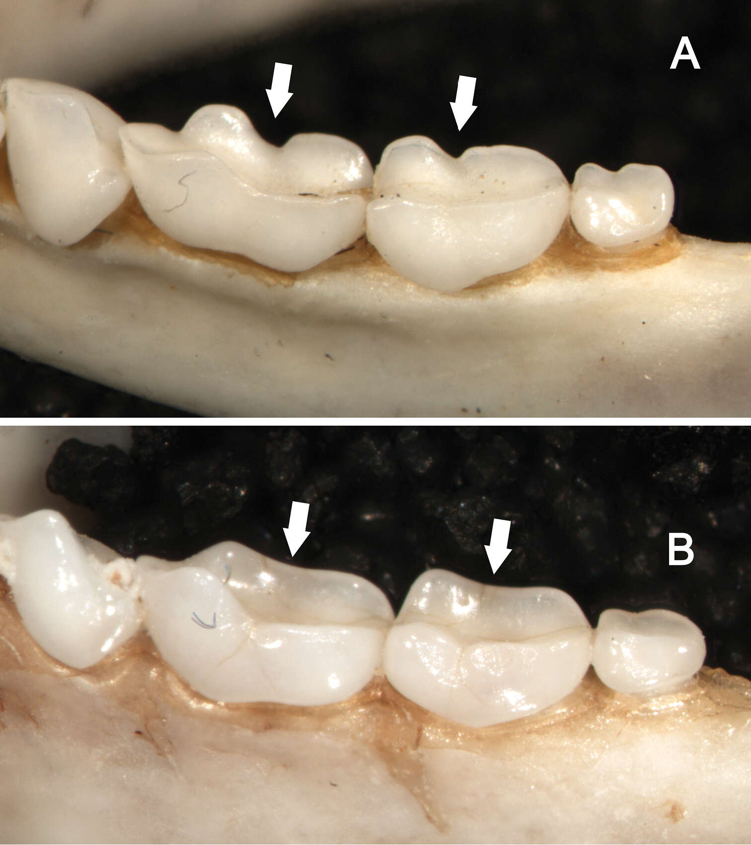 Image of Sturnira burtonlimi Velazco & Patterson 2014