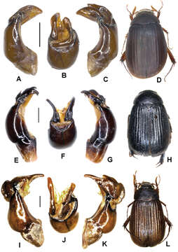 Image of Neoserica gaoligongshanica Ahrens, Fabrizi & Liu 2014