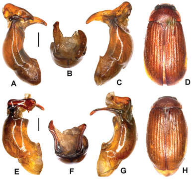 Image of Neoserica daweishanica Ahrens, Fabrizi & Liu 2014