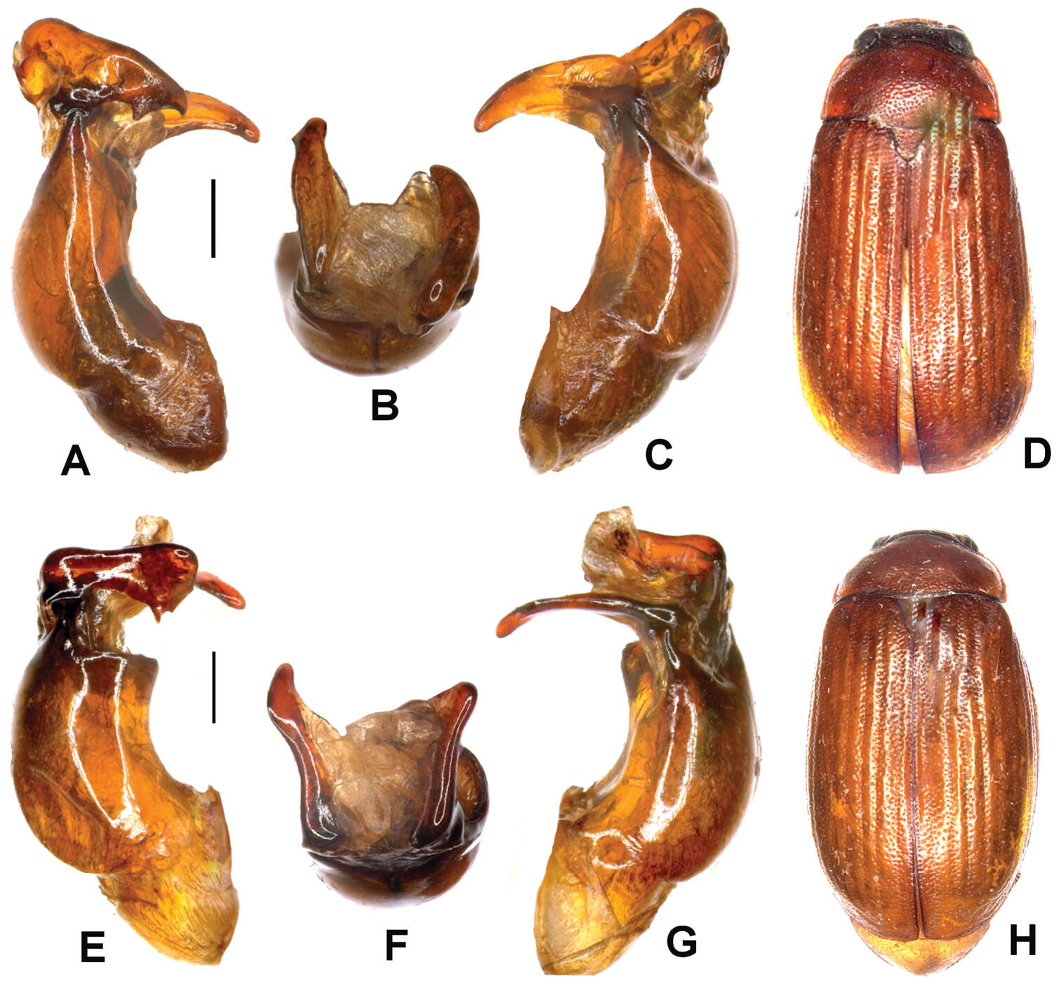 Image de Neoserica jiulongensis Ahrens, Fabrizi & Liu 2014