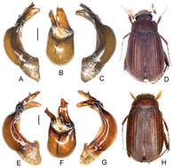 Image de Neoserica sapaensis Ahrens, Fabrizi & Liu 2014