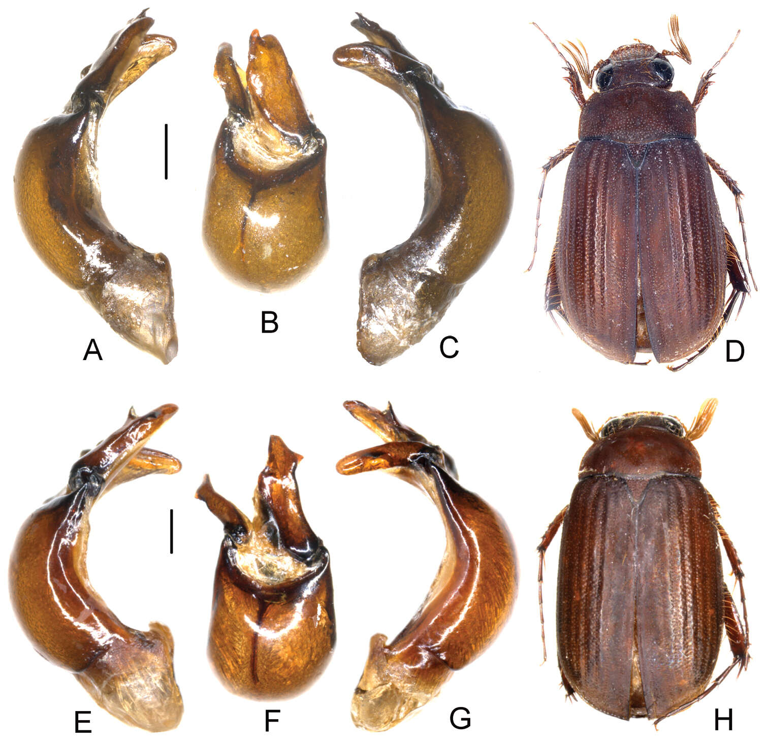 Image of Neoserica sapaensis Ahrens, Fabrizi & Liu 2014