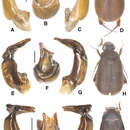 Image of Neoserica septemlamellata Brenske 1898